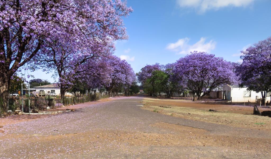 Pomfret jacaranda streetb
